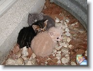 Kittens01 * (520 Slides)